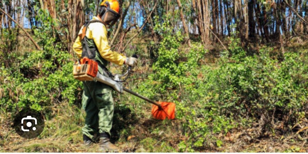 Serviços florestais limpeza de terrenos