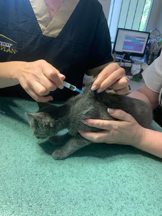 Врятовані кошенятка шукають домівки