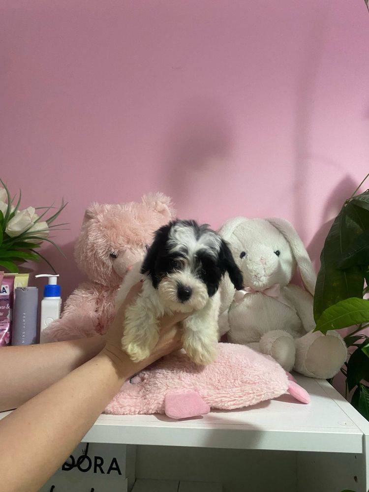Przytulasek Maltipoo XXS nauczony czystosci kocha dzieci