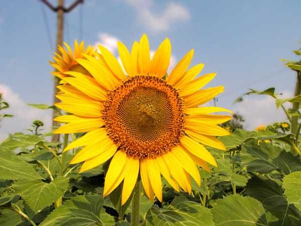 Цифровой Фотоапарат - Nikon COOLPIX S2500 - 12.0 MP