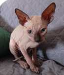 Gatinho sphynx  2 meses