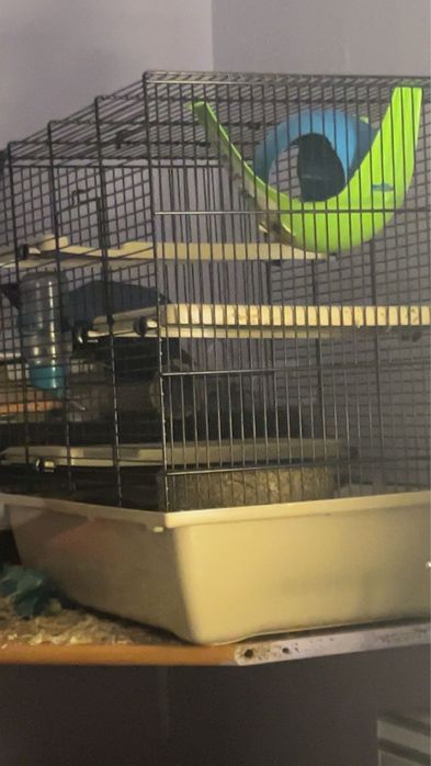 Szczurki plus klatka z dodatkami w środkó