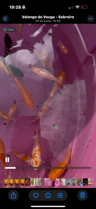 Carpas koi criacao 2025