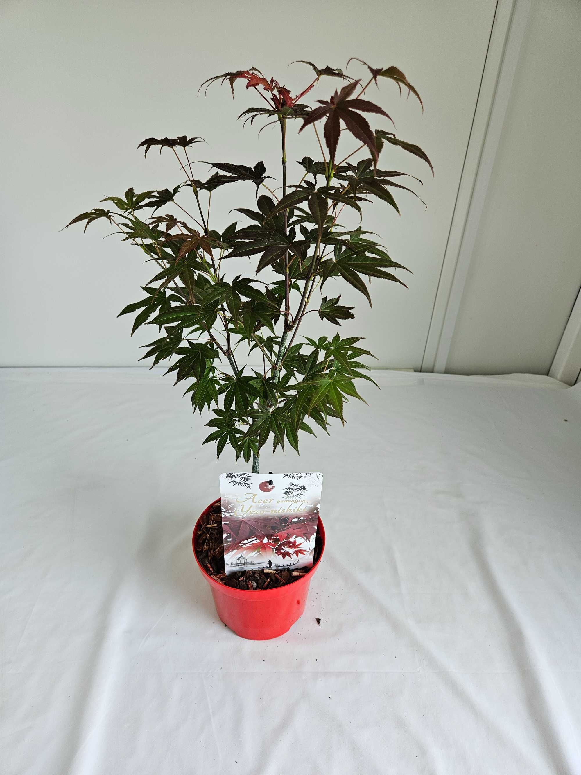 Klon palmowy – Yezo Nishiki (Acer palmatum 'Yezo Nishiki')