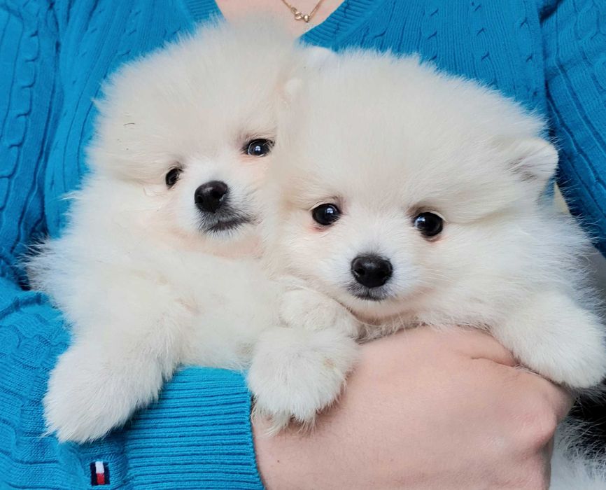 Przepiękne szczenięta pomeranian – szpic miniaturowy MINI MISIE
