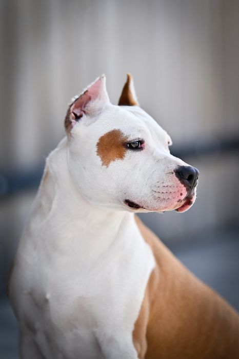 Efektowna Show Quality Suczka American Staffordshire Terrier ZKwP FCI