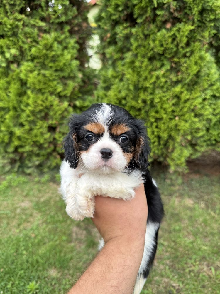 Piękny Piesek Cavalier Tricolor Chip,Książeczka,Rodowód,Wyprawka!!