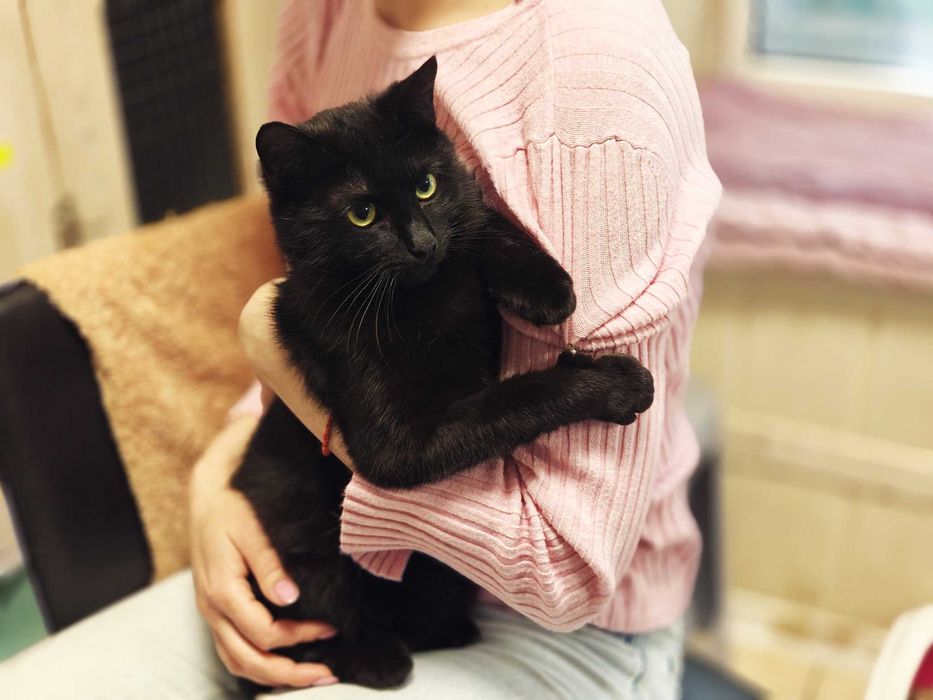 Кася: одна кішечка між домом і вулицею (1 рік, кішка)