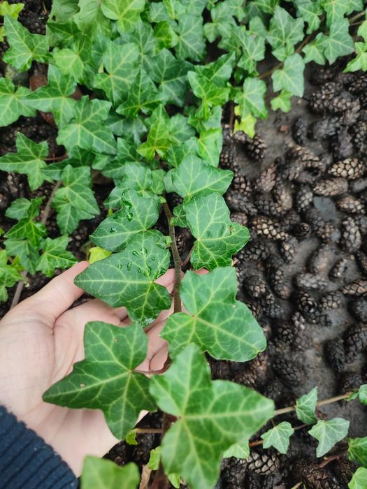 Плющ вічнозелений ліана