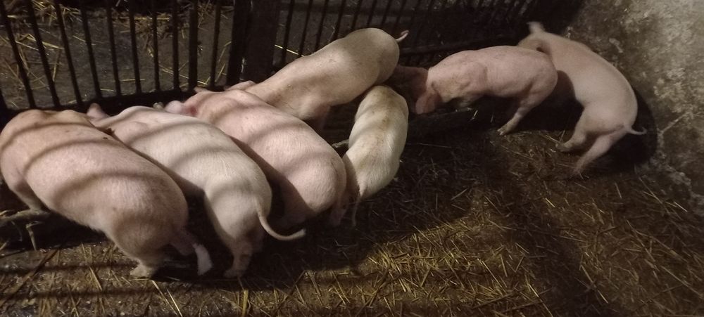 Поросята петрен мясної породи