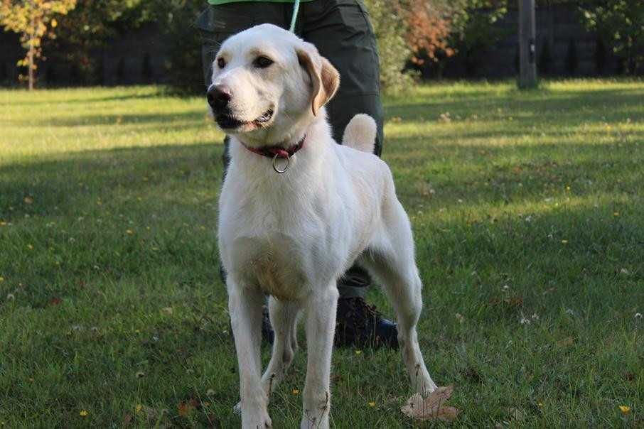 Labrador mix Ciastek Szuka domu -schronisko Bełchatów-aktualne