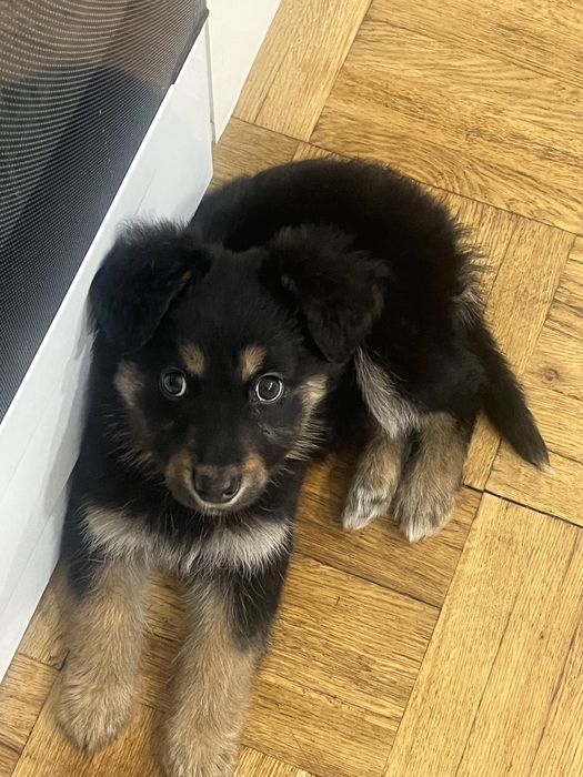 Шукаємо люблячу родину