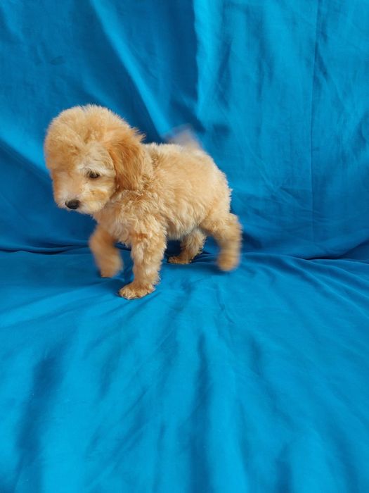 Малыши мальтипу !