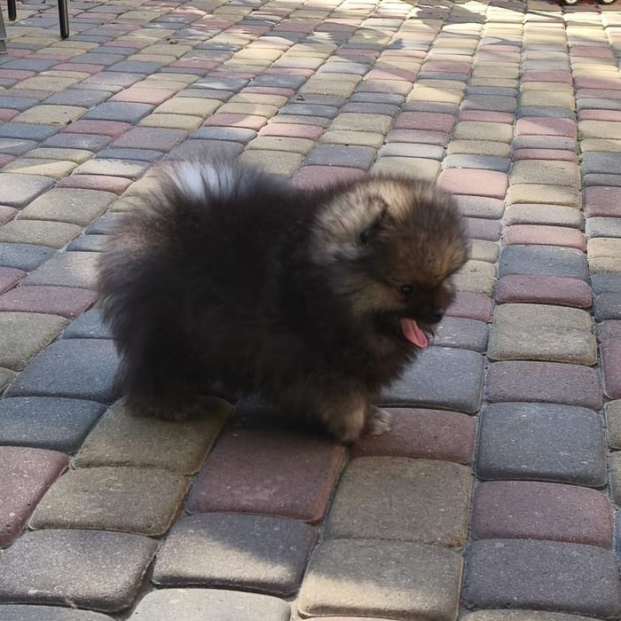 Szpic miniaturowy pomeranian