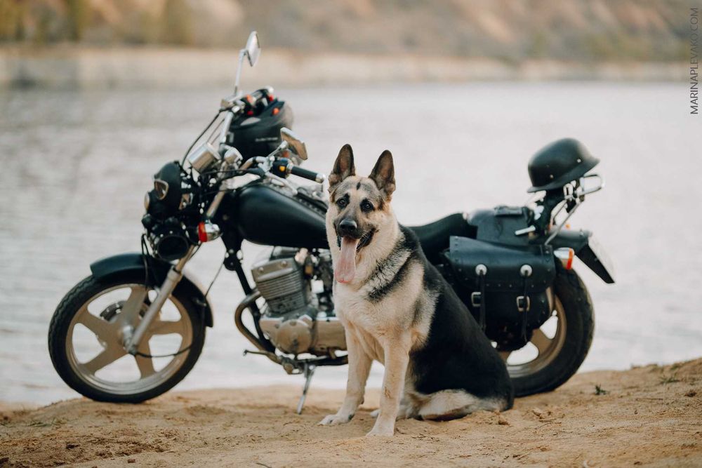 Щенки ВЕО - Цуценята СЄВ (ВЕО)  вже доступні! документи КСУ