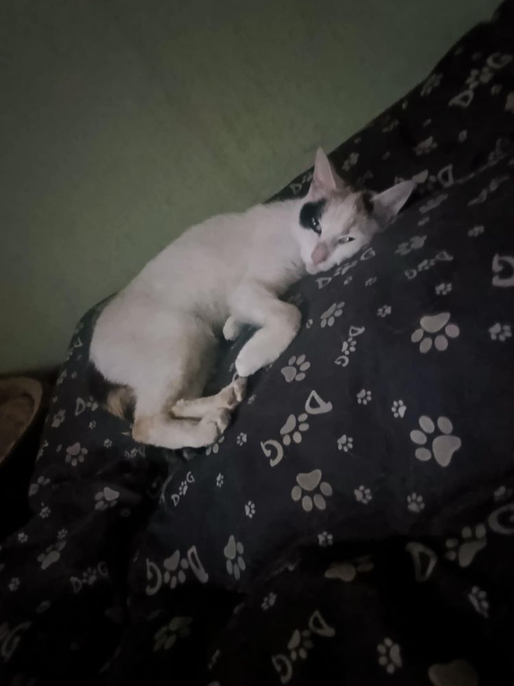 Śliczna około roczna koteczka tricolor Śnieżynka