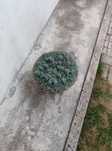 Planta Suculenta