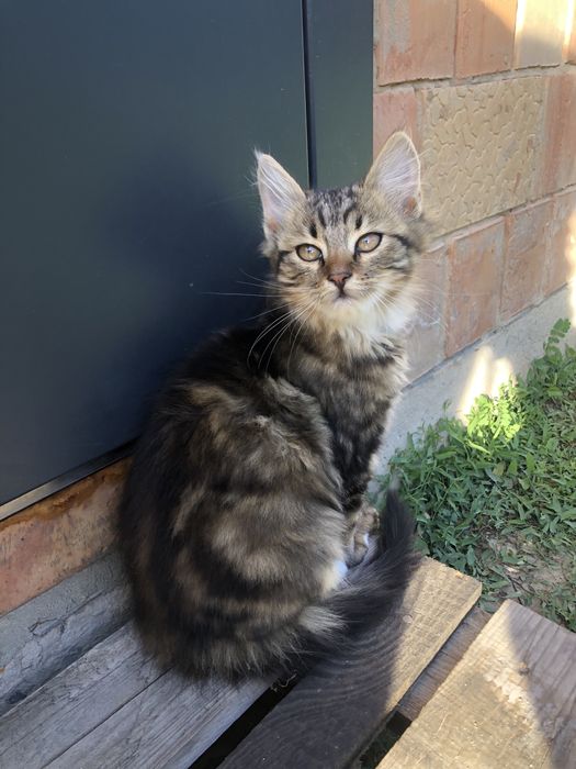 Котики шукають родину