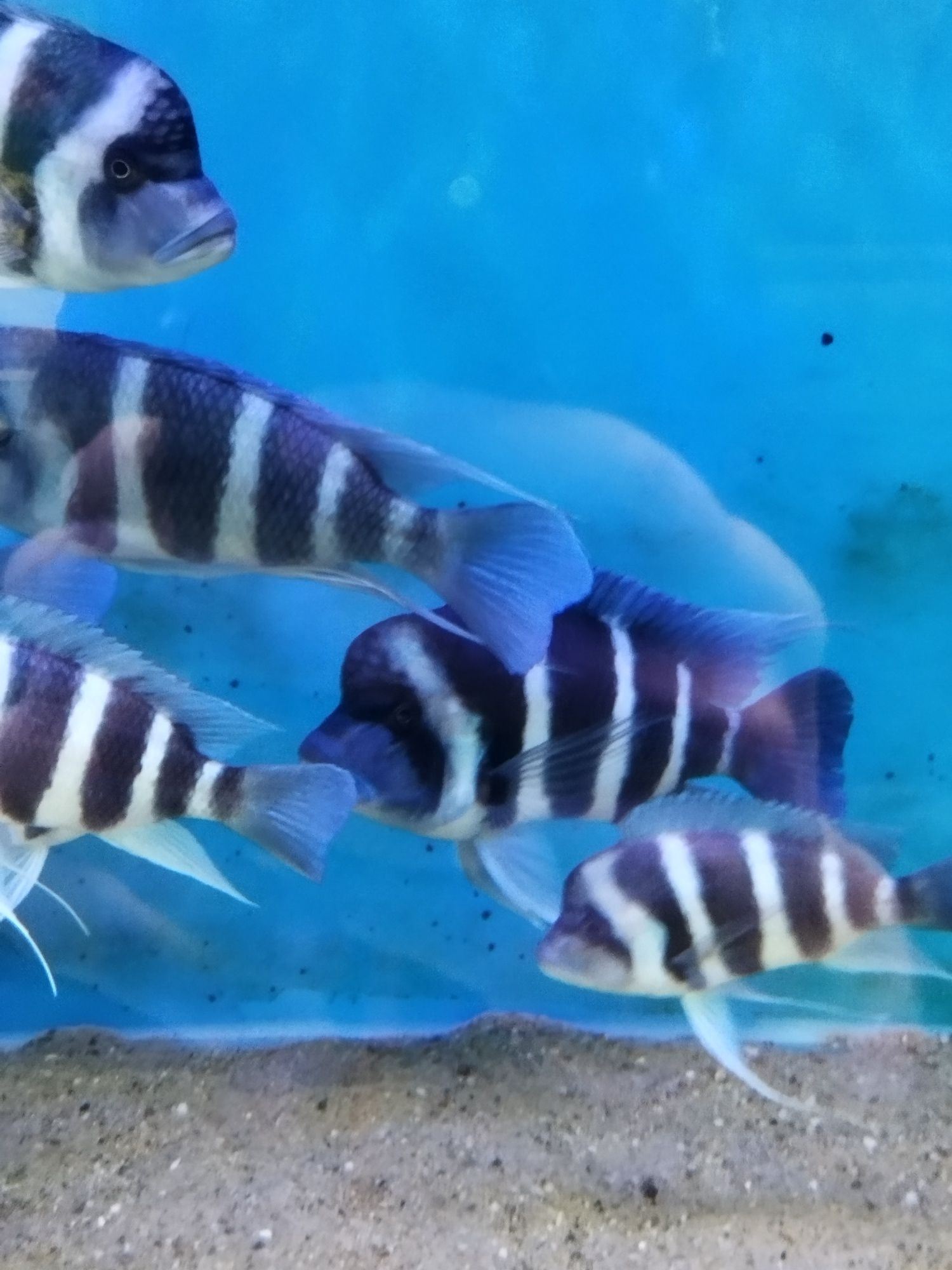 Cyphotilapia gibberosa blue zair moba tanganika