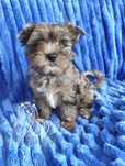 York piesek WASKO Blue Merle Yorkshire Terrier -dostępny
