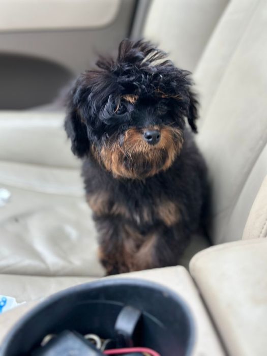 Мальтіпу/той пудель фантом