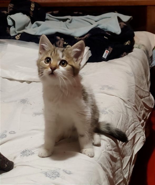 Отдам_ кошки_ котята_ маша