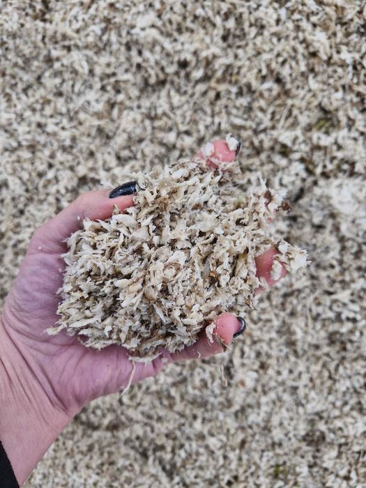 Wysłodka buraczana w balocie