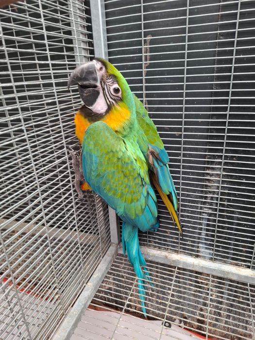 Arara Miligold criada a mão