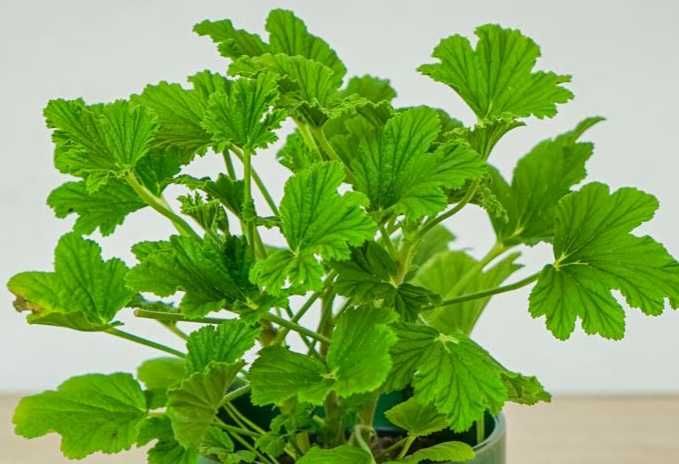 Geranium orange fizz 'anginka’ (pelargonium graveolens)