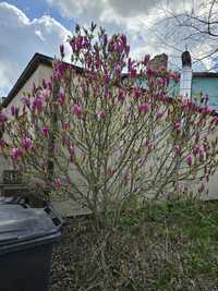 Drzewko magnolii
