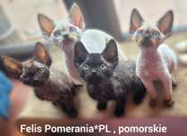 Kotka Devon Rex po Championie