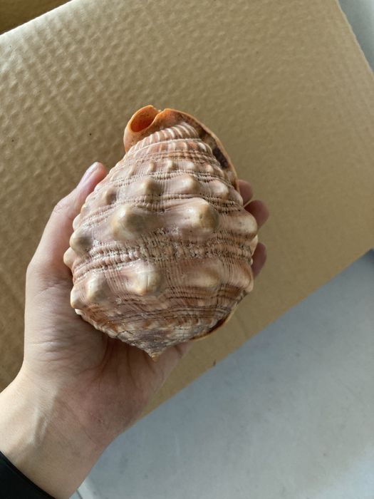 Vendo Buzios Angolanos