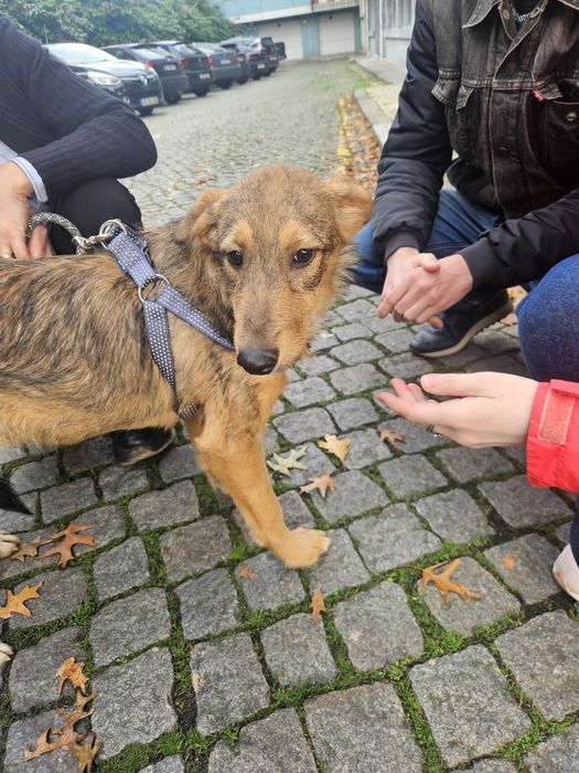 Cadela meiga para adoção