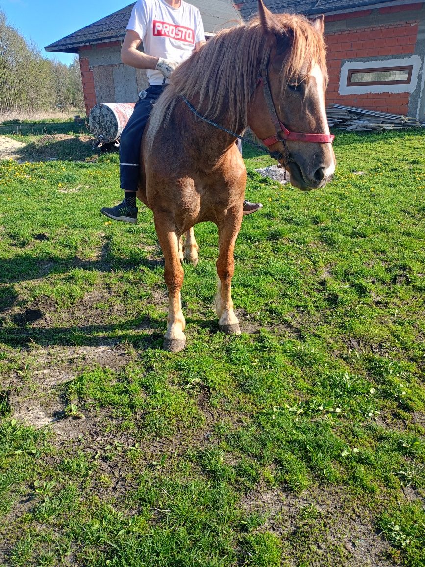 Sprzedam Klacz zimnokrwista 4 letnią ze źrebakiem ogierek 7miesięcy