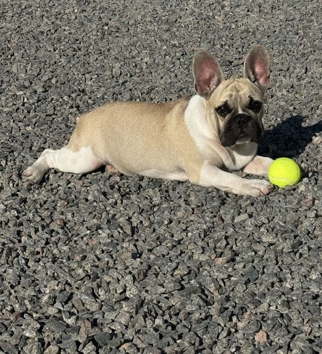 Французский бульдог питомник КСУ