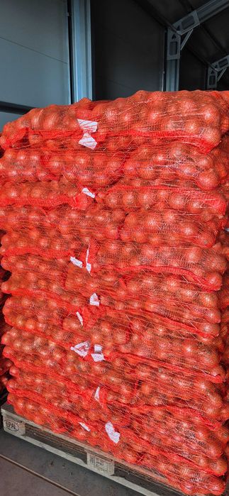 CEBULA żółta, czerwona