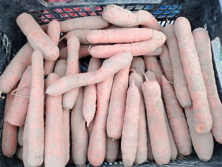 Marchewka z własnego gospodarstwa