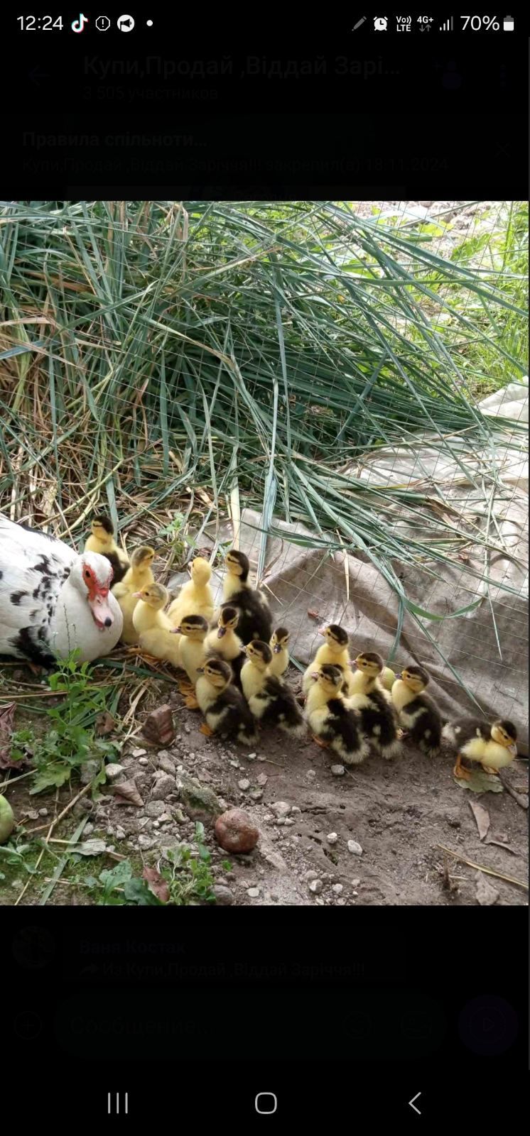 Продам каченята з качкою