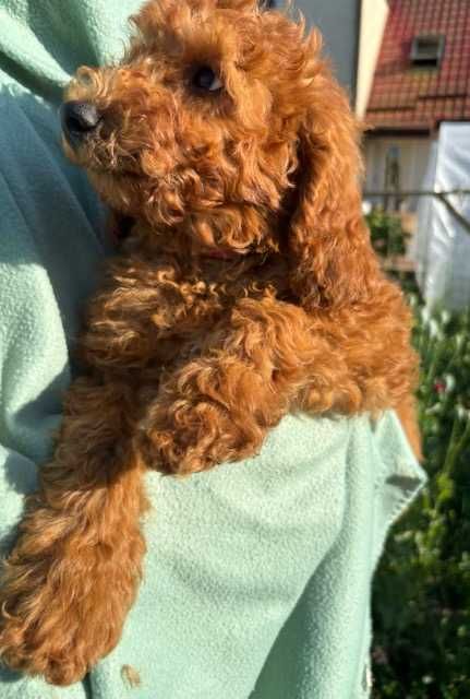 Samiec mini labradoodle f2 apricot