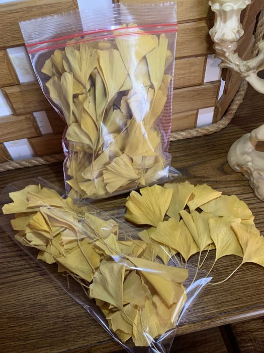 Листя Гінкго Білоба