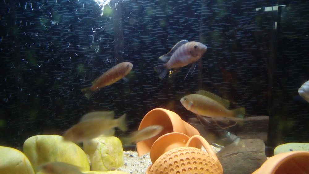 Bebes ciclideos malawi com ofertas