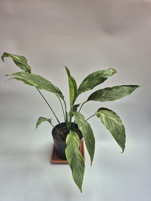 Skrzydłokwiat variegata