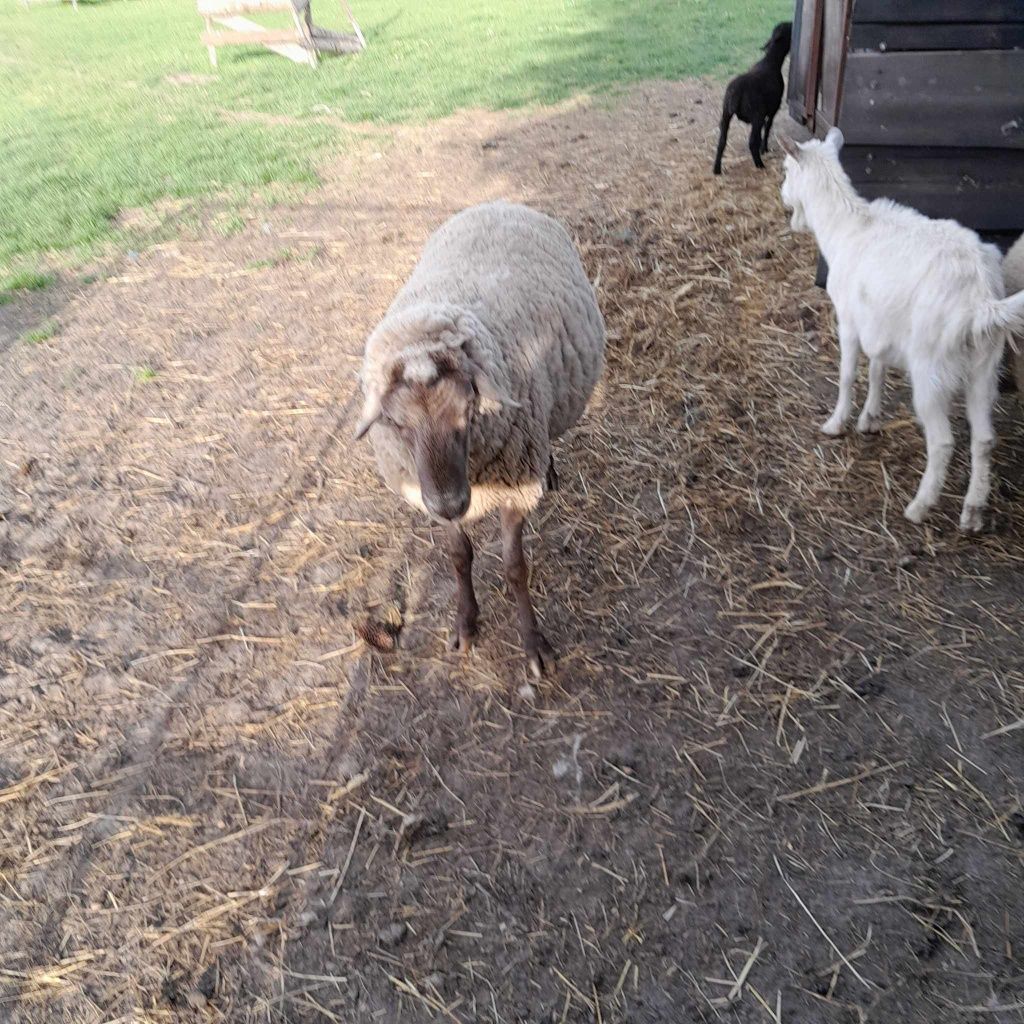 Baran owca tryk duży