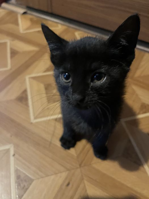 4 male kotki szukaja domu