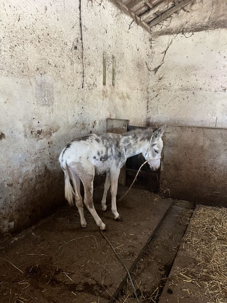 Burrinho anao malhado