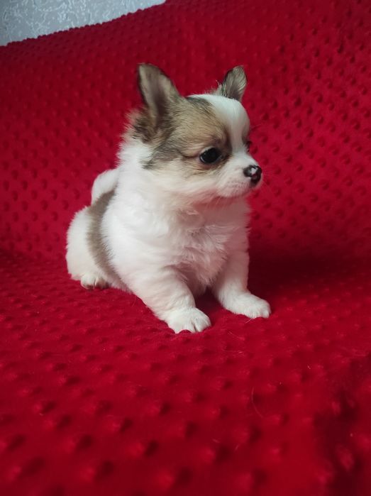 НУ очень красивый малыш!!!