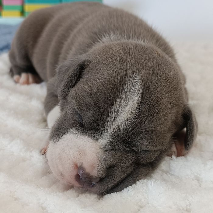 Nova Luna стафінька з такою харізмою,що меркнуть зірки.КСУ