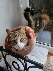 Krysia- półroczna piękna kotka
