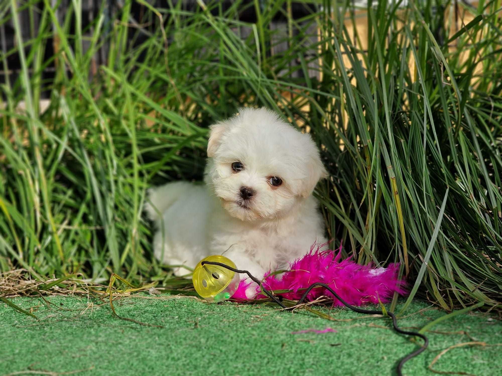 Bichon Maltês coreano com LOP de excelente qualidade