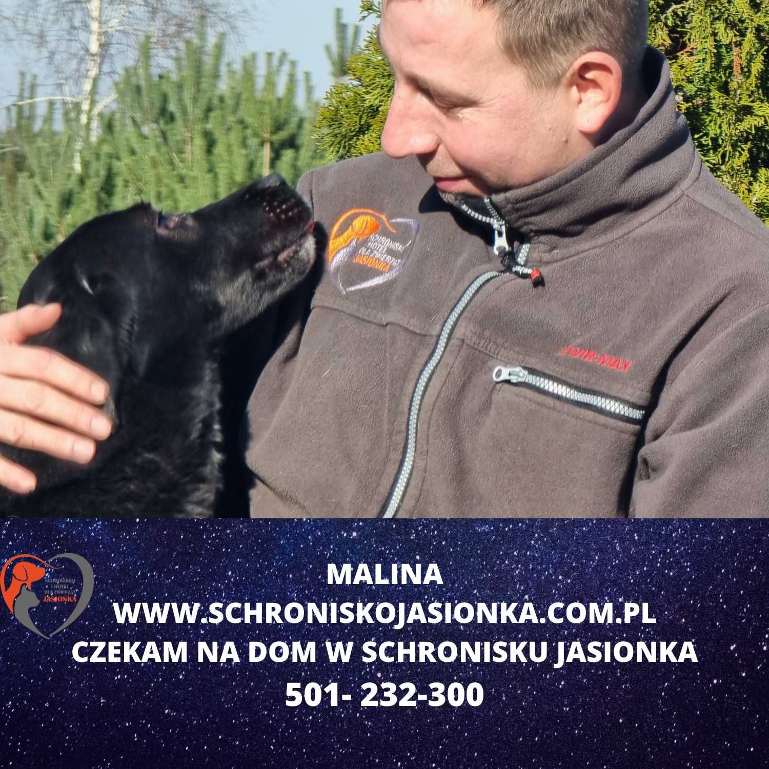 labrador mix  Malina w schronisku jasionka